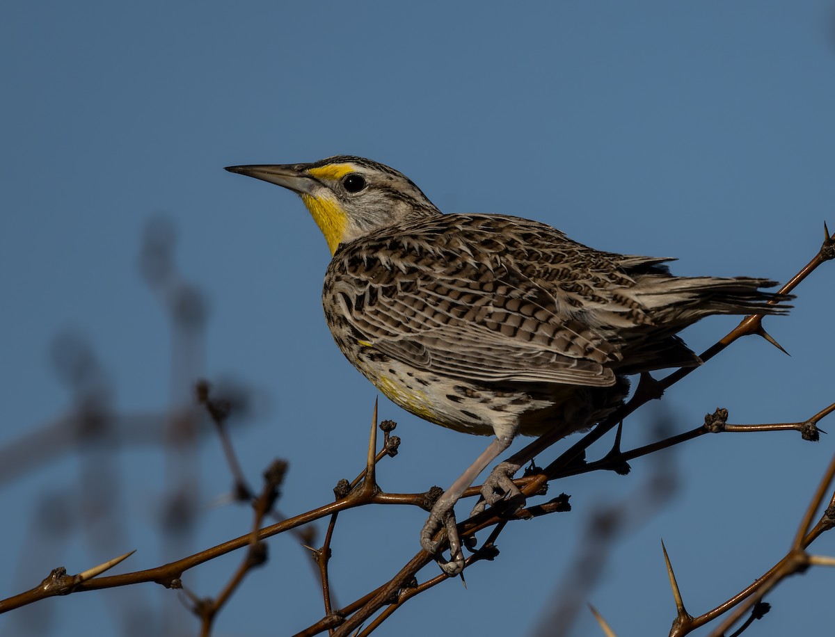 Western Meadowlark - ML650344209