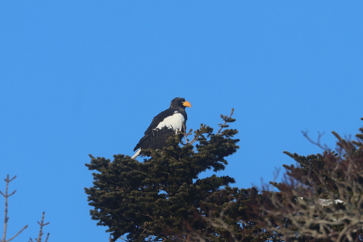 Steller's Sea-Eagle - ML650344223