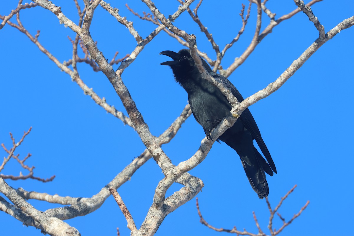 Large-billed Crow - ML650344236