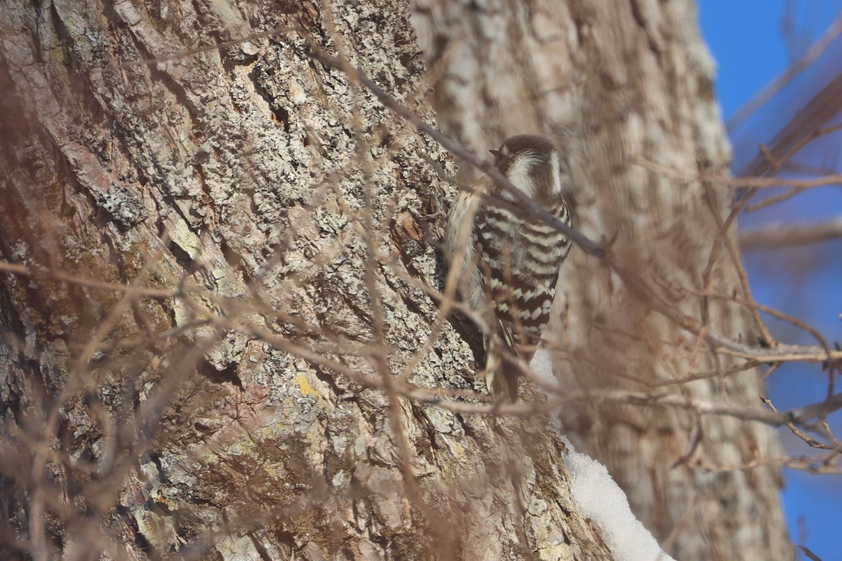 Japanese Pygmy Woodpecker - ML650344245
