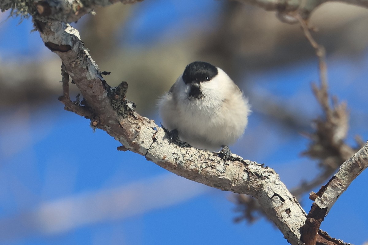 Marsh Tit - ML650344258