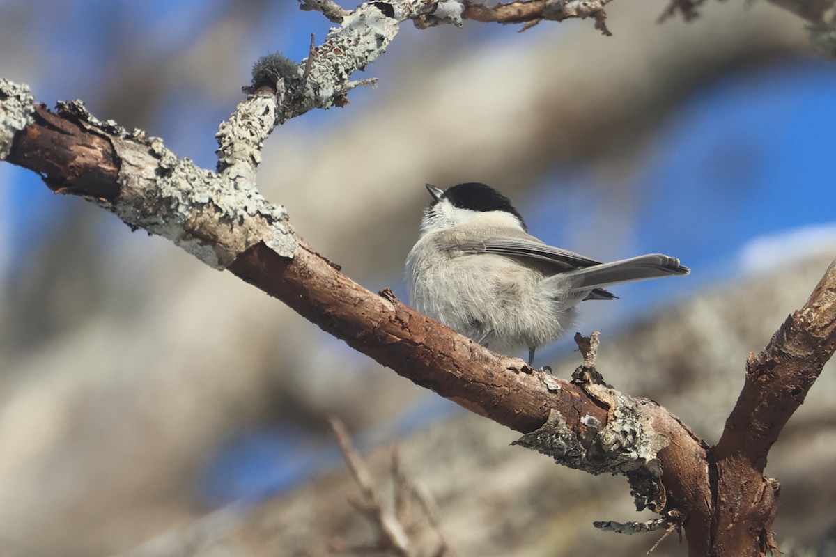 Marsh Tit - ML650344259