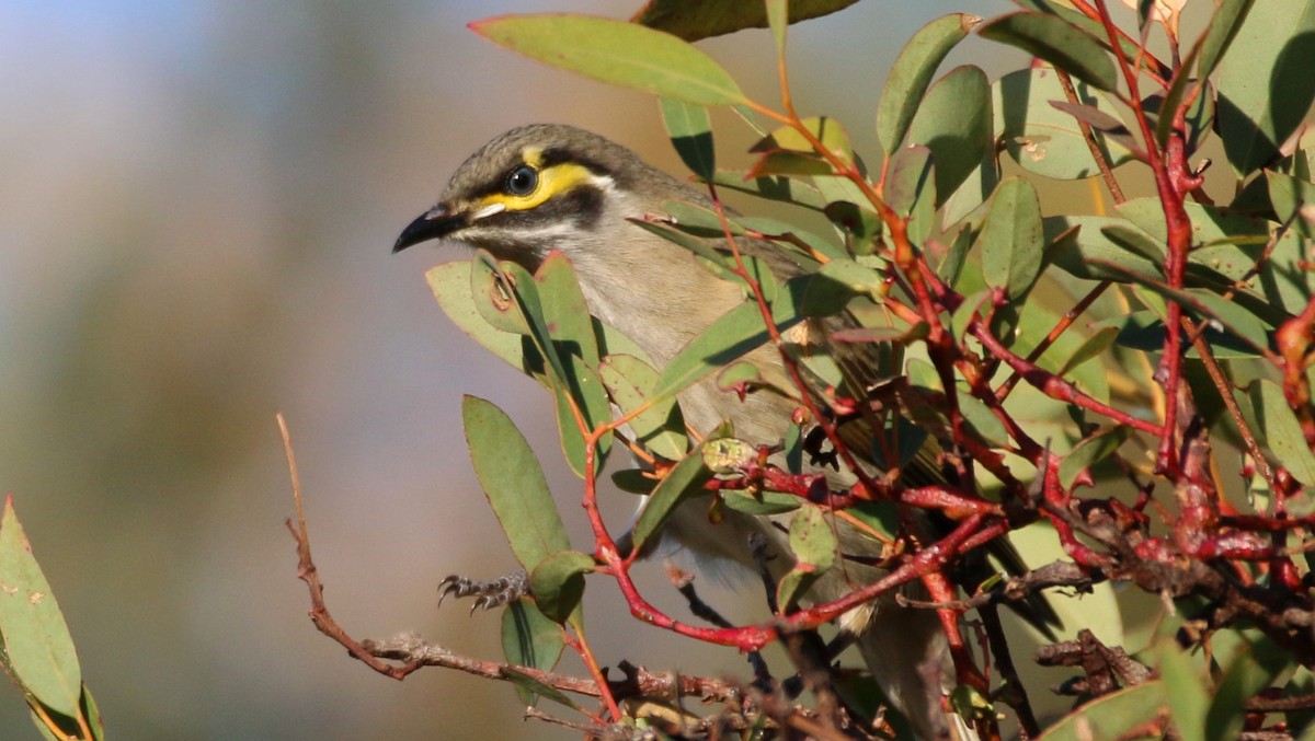 Yellow-faced Honeyeater - ML65034431