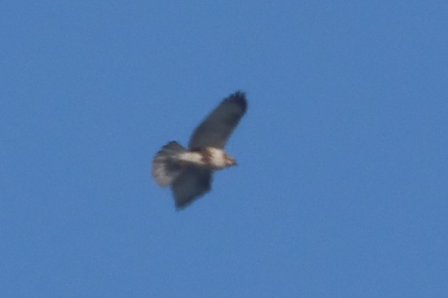 Eastern Buzzard - ML650344368