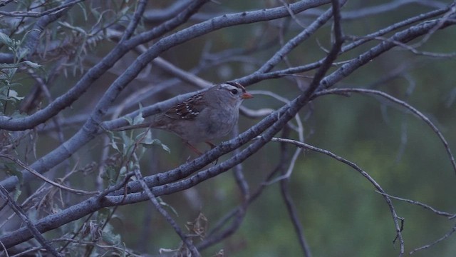 White-crowned Sparrow - ML650344413