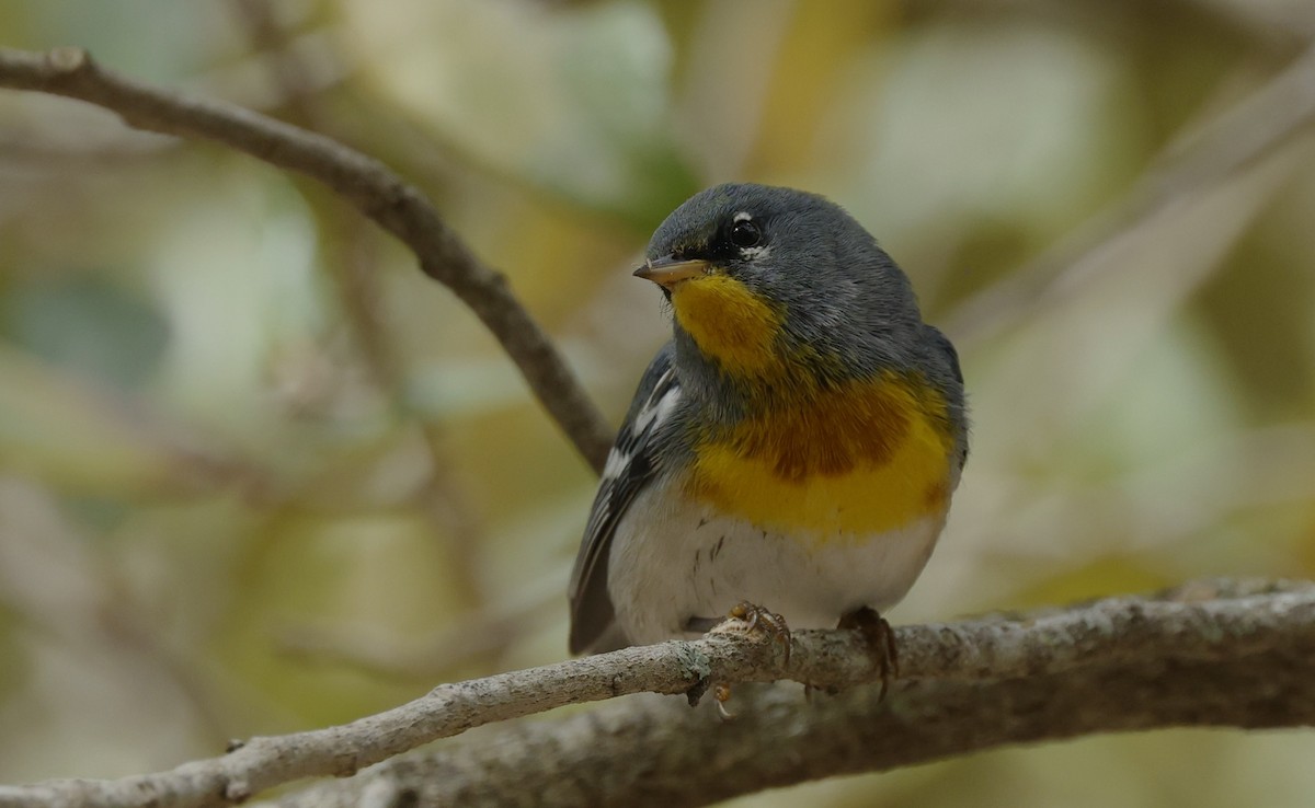 Northern Parula - ML650344428