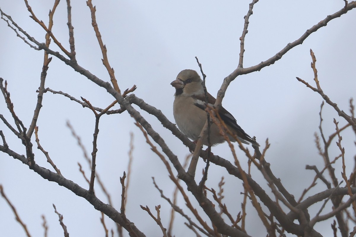 Hawfinch - ML650344470