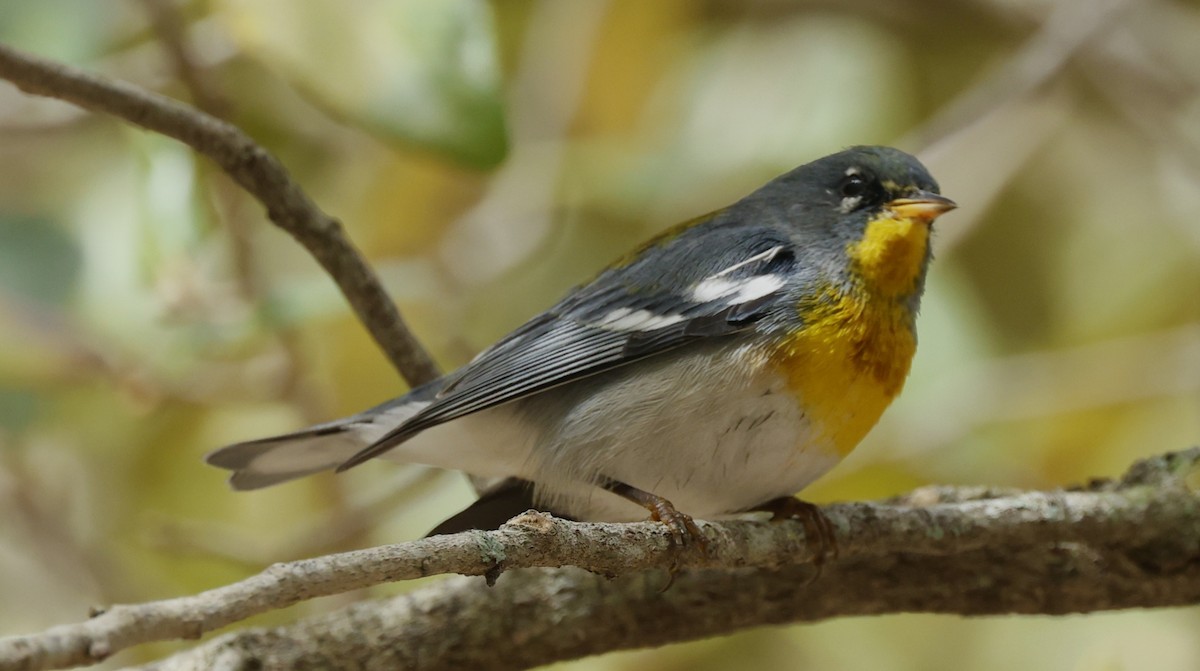 Northern Parula - ML650344544