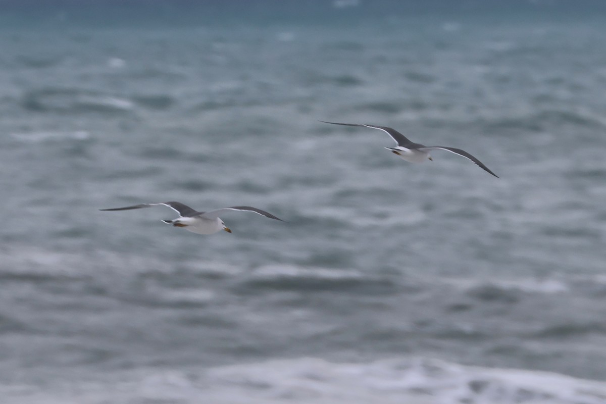 Black-tailed Gull - ML650344553