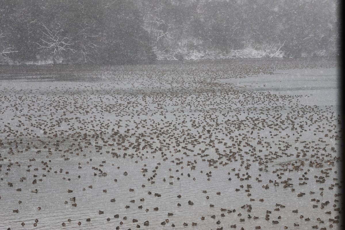 Baikal Teal - ML650344578