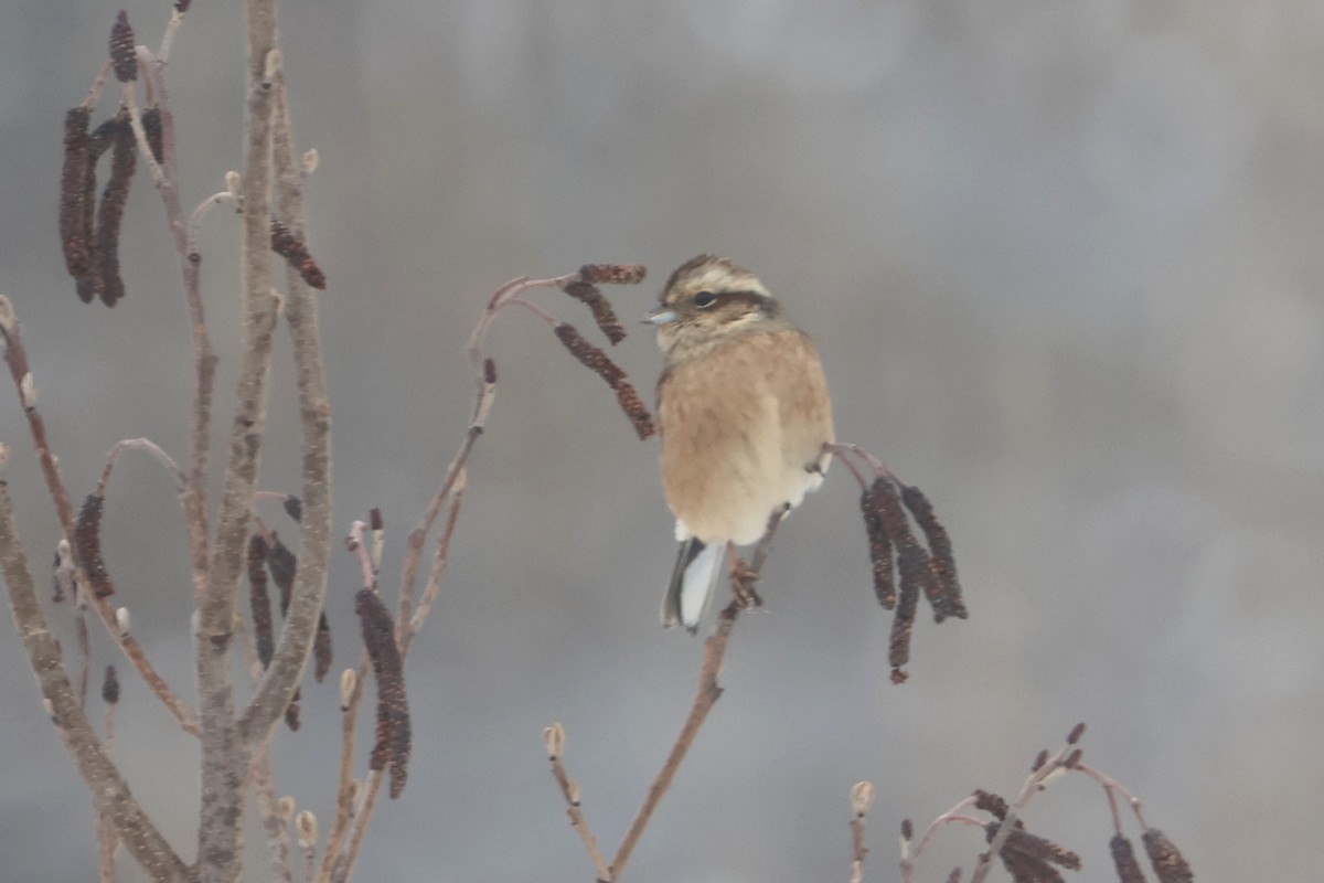 Meadow Bunting - ML650344590