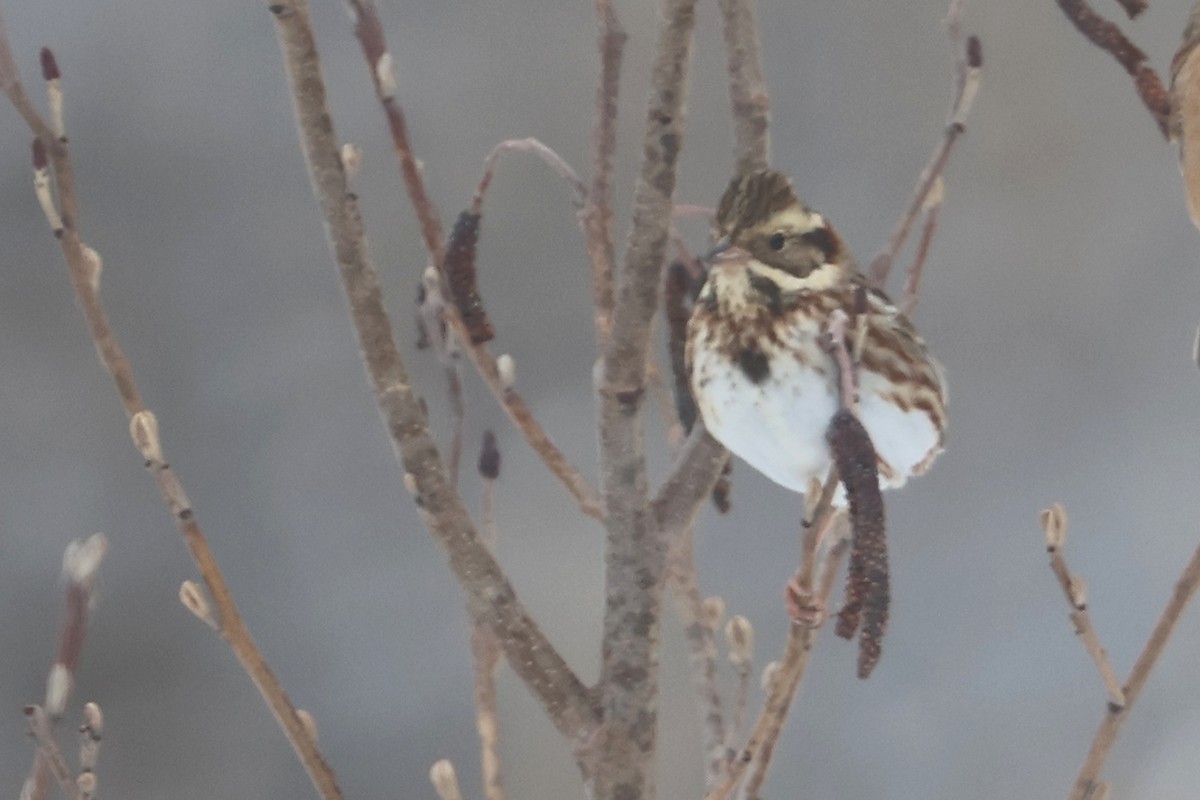 Rustic Bunting - ML650344597