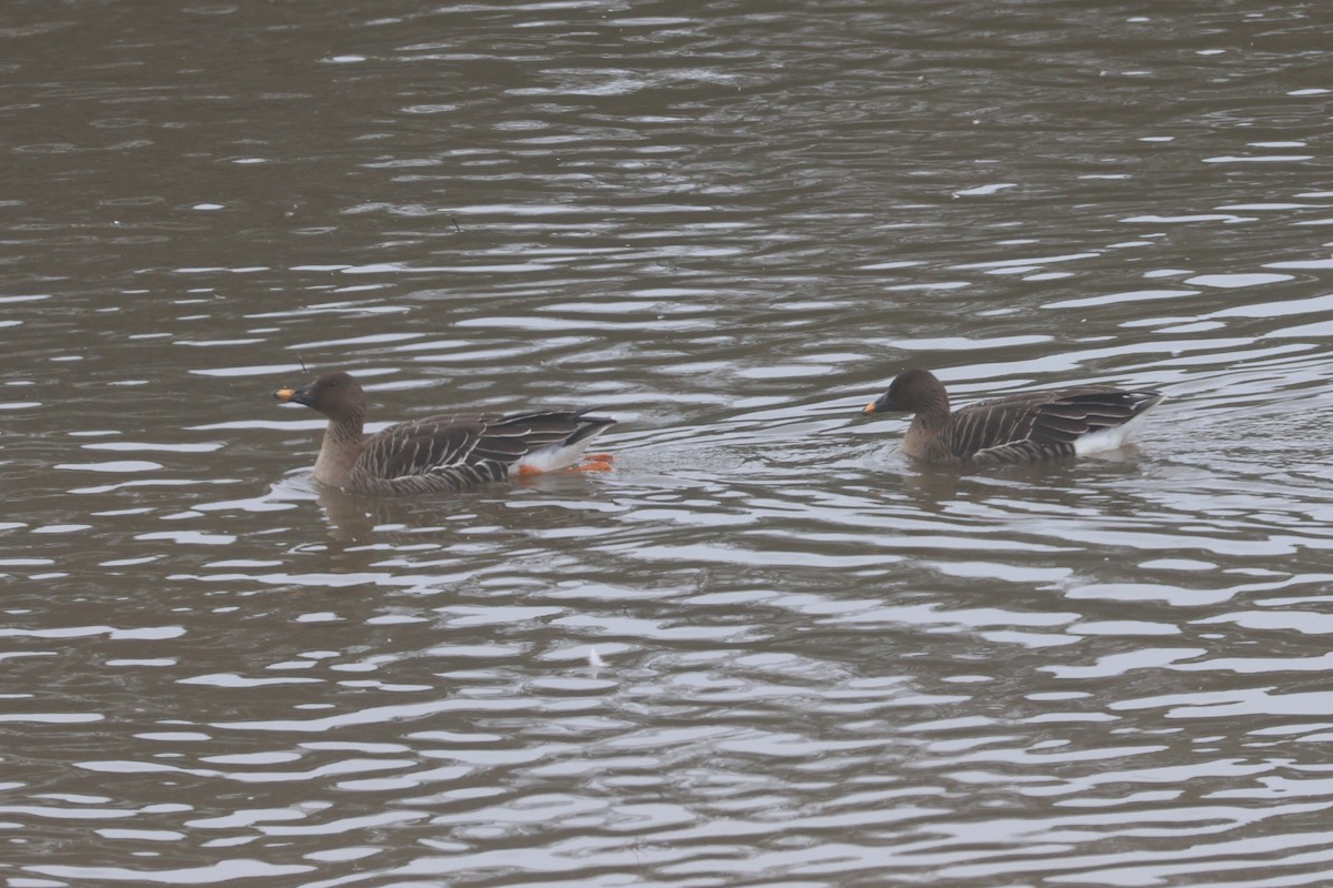 Tundra Bean-Goose - ML650344629