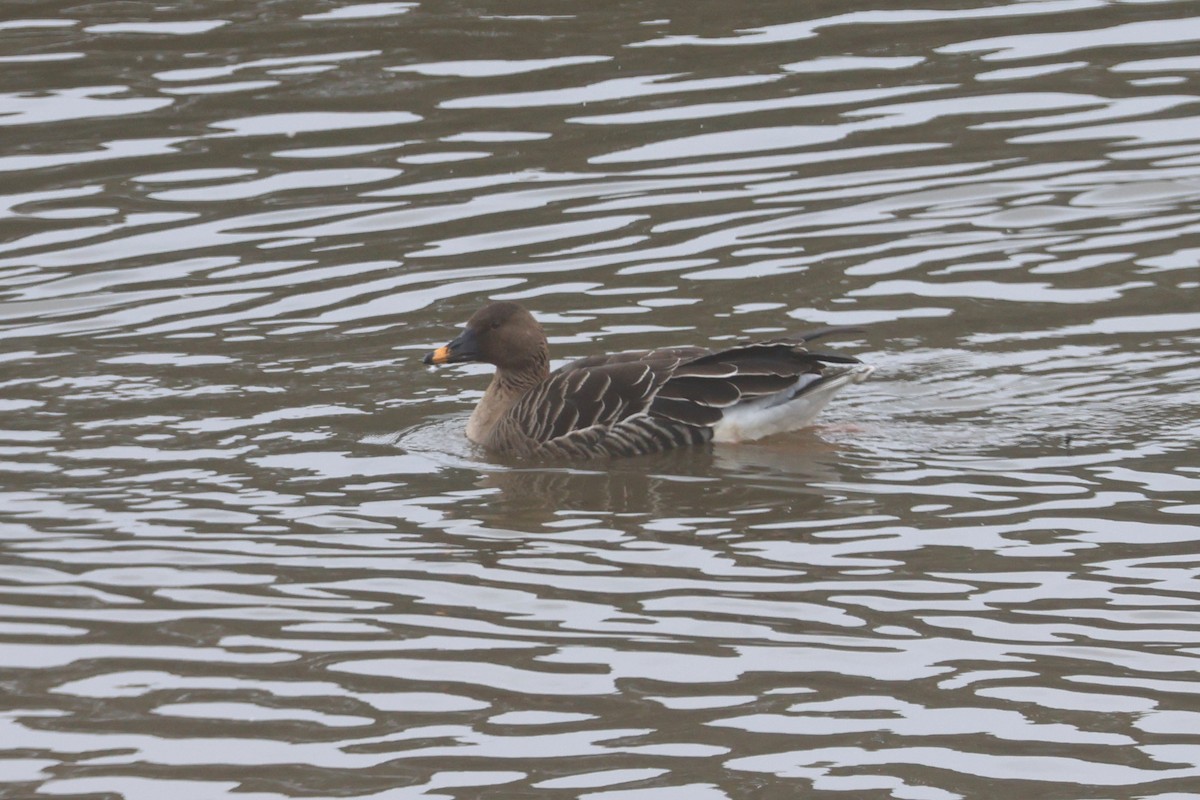 Tundra Bean-Goose - ML650344630