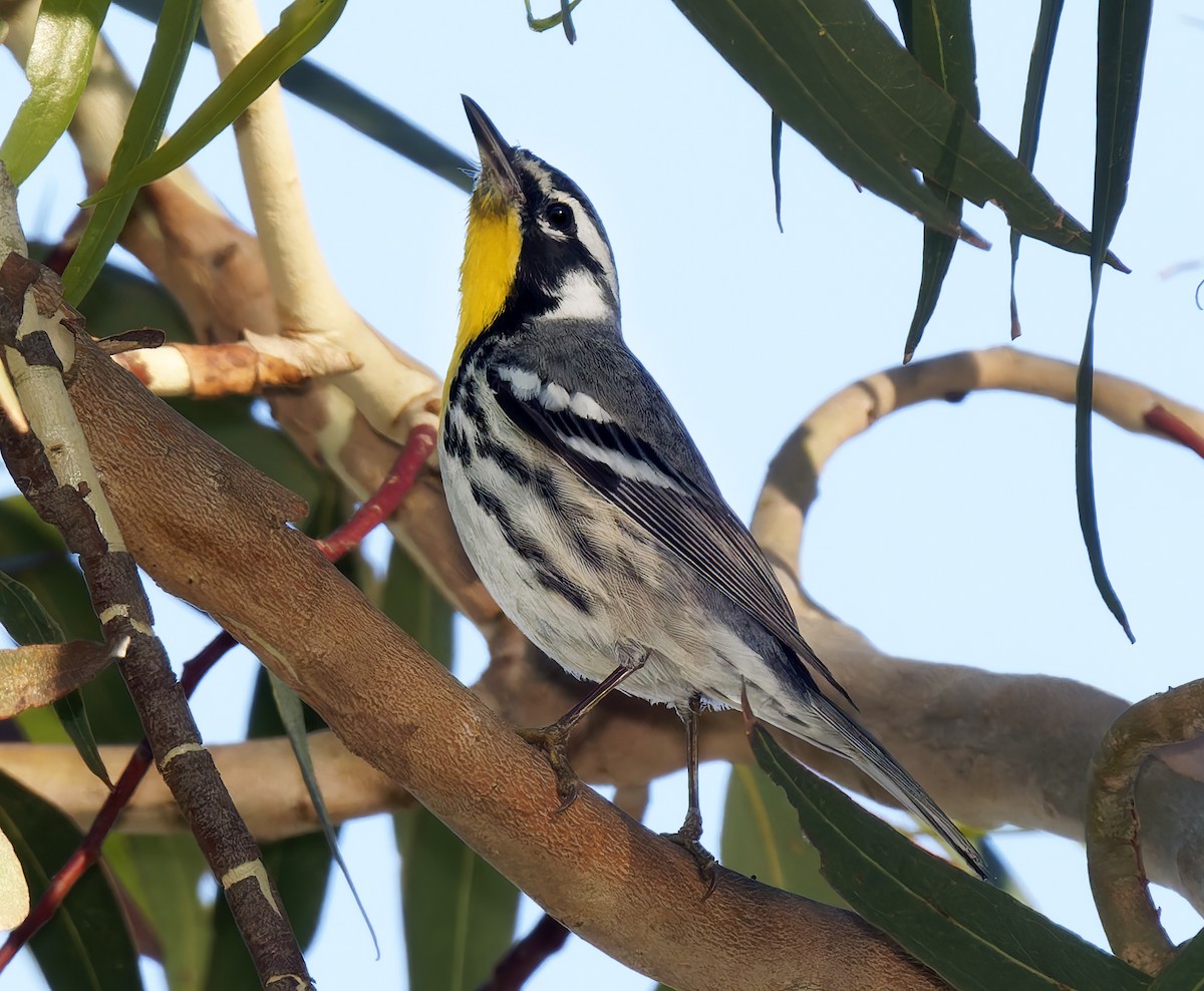 Пісняр-лісовик чорнощокий - ML650344644