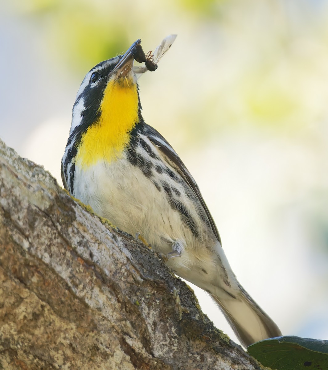 Пісняр-лісовик чорнощокий - ML650344655