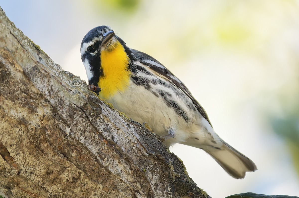 Пісняр-лісовик чорнощокий - ML650344661