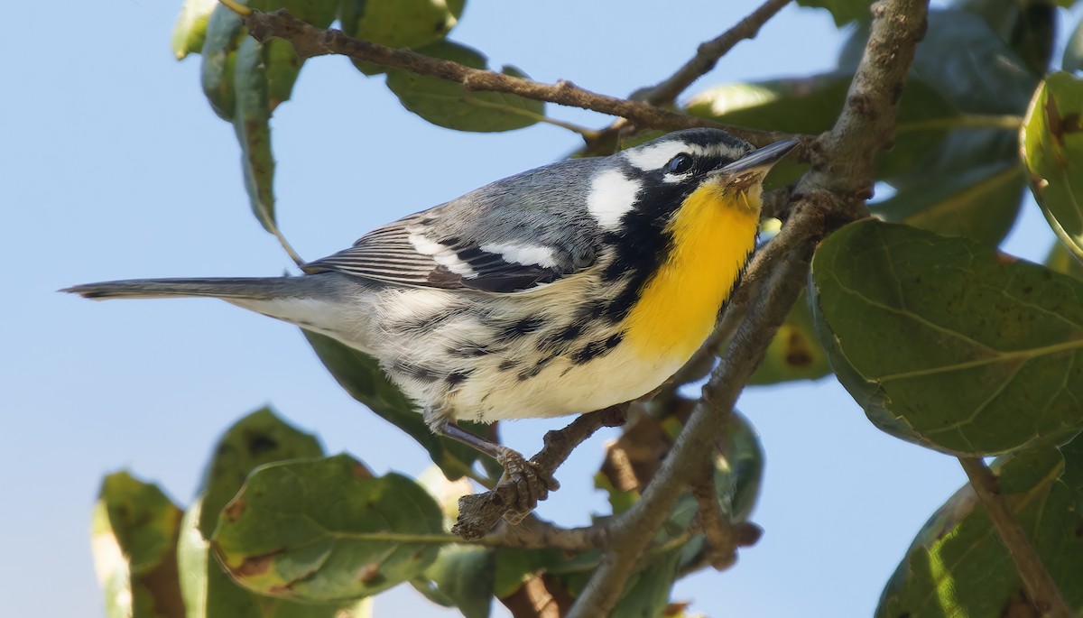 Пісняр-лісовик чорнощокий - ML650344670