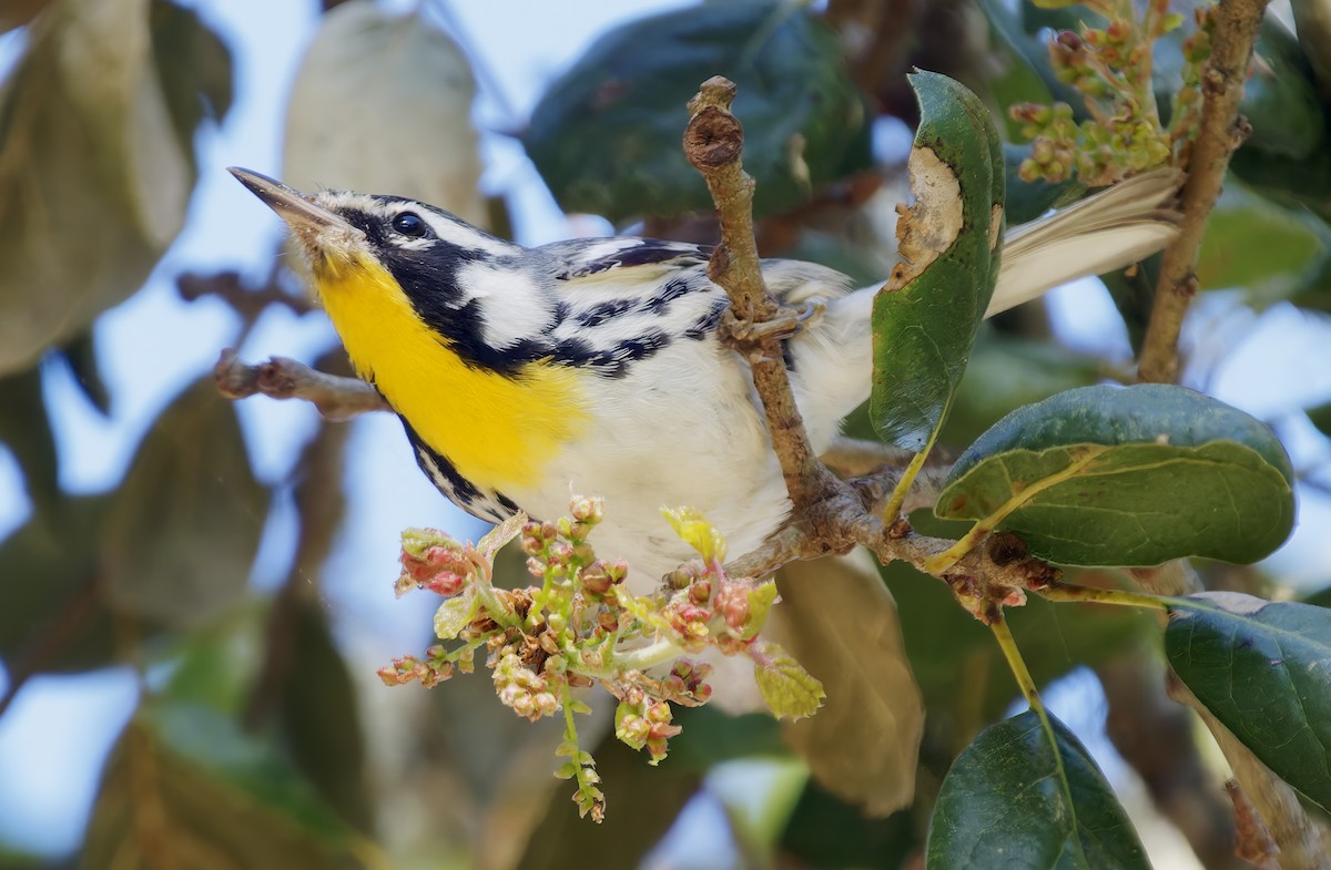 Пісняр-лісовик чорнощокий - ML650344675