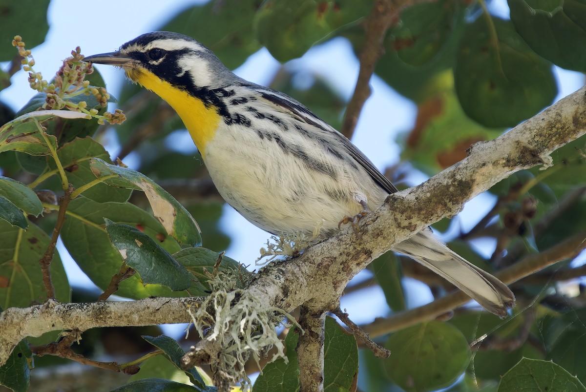 Пісняр-лісовик чорнощокий - ML650344676