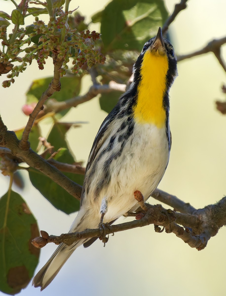 Пісняр-лісовик чорнощокий - ML650344693