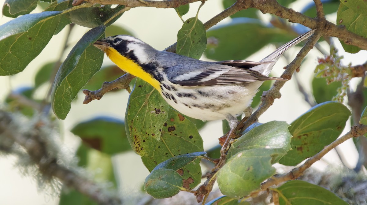 Пісняр-лісовик чорнощокий - ML650344694