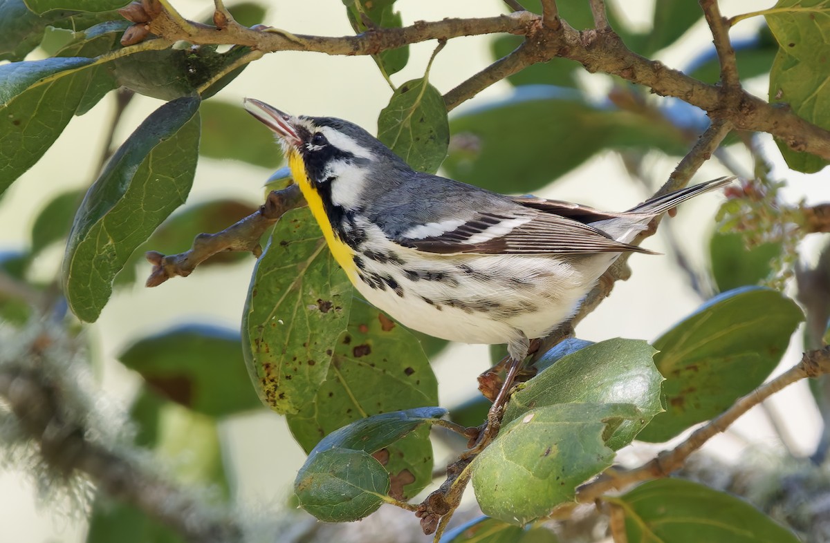 Пісняр-лісовик чорнощокий - ML650344695