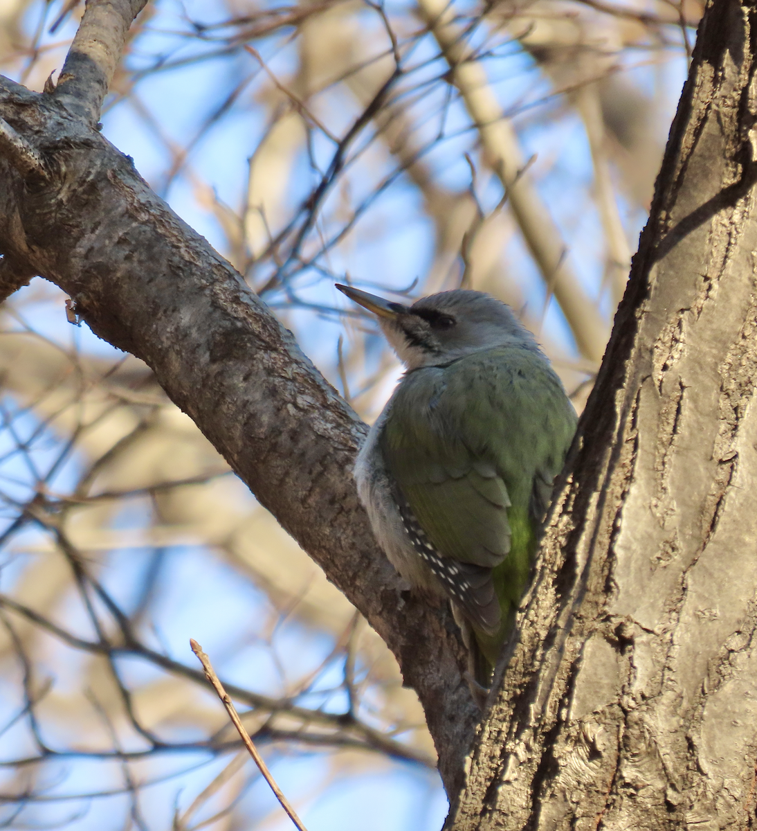 Grauspecht - ML650344756