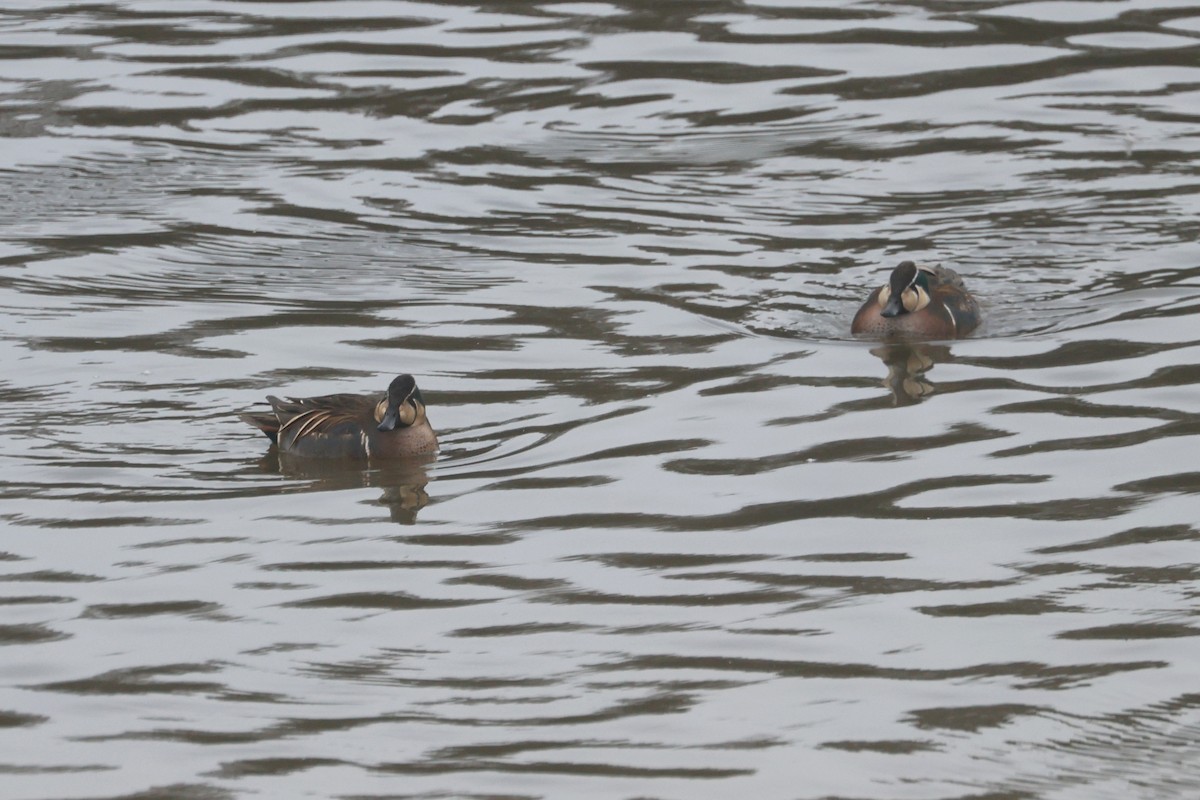Baikal Teal - ML650344758
