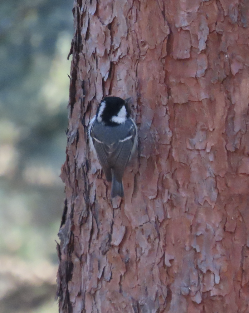 Tannenmeise - ML650344763