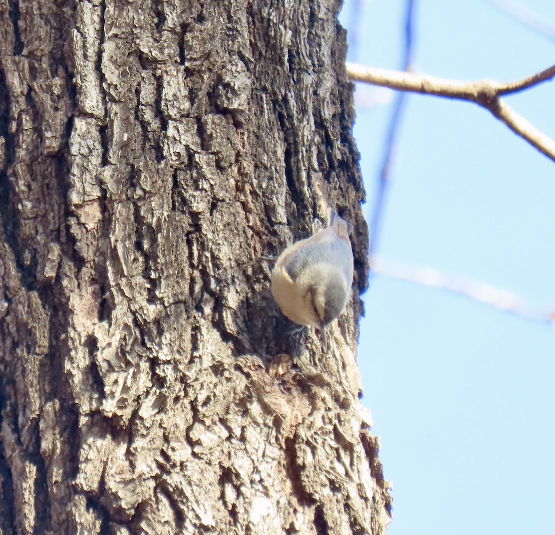 Chinakleiber - ML650344771