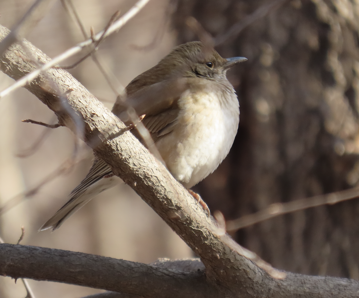 Fahldrossel - ML650344780