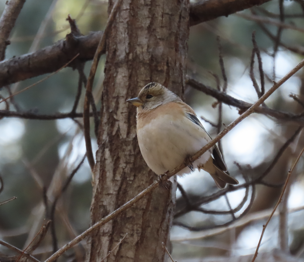 Bergfink - ML650344781