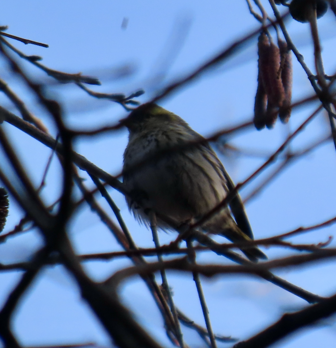 Erlenzeisig - ML650344785