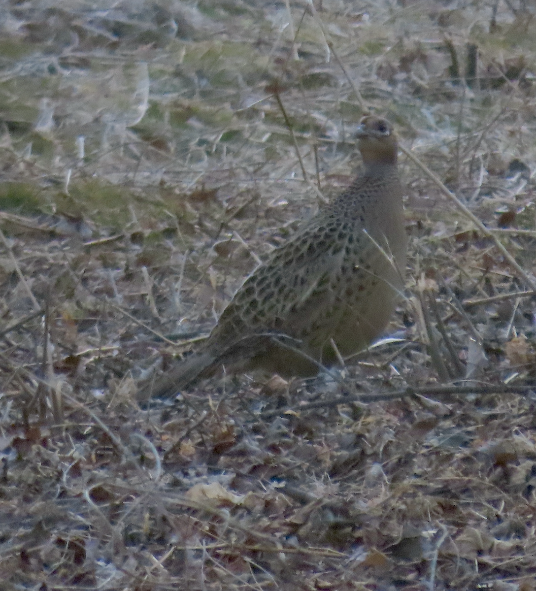 Jagdfasan - ML650344788