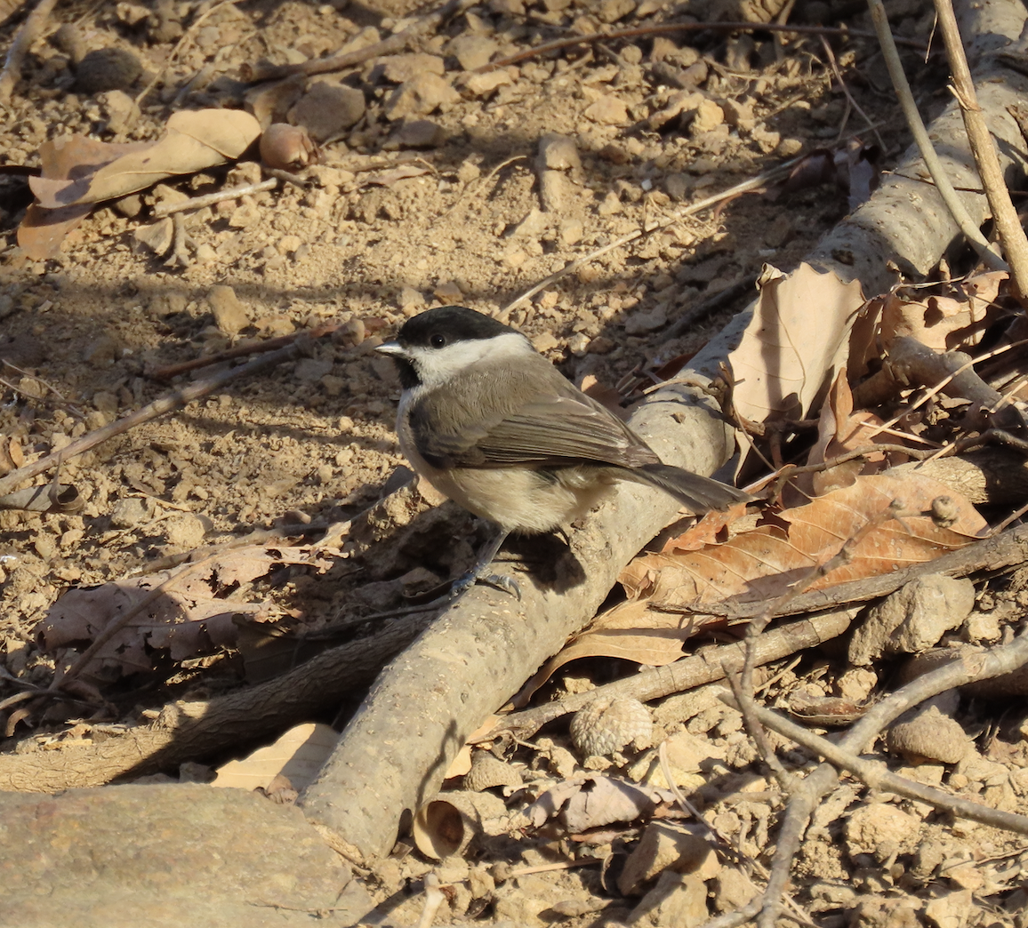 Sumpfmeise - ML650344841