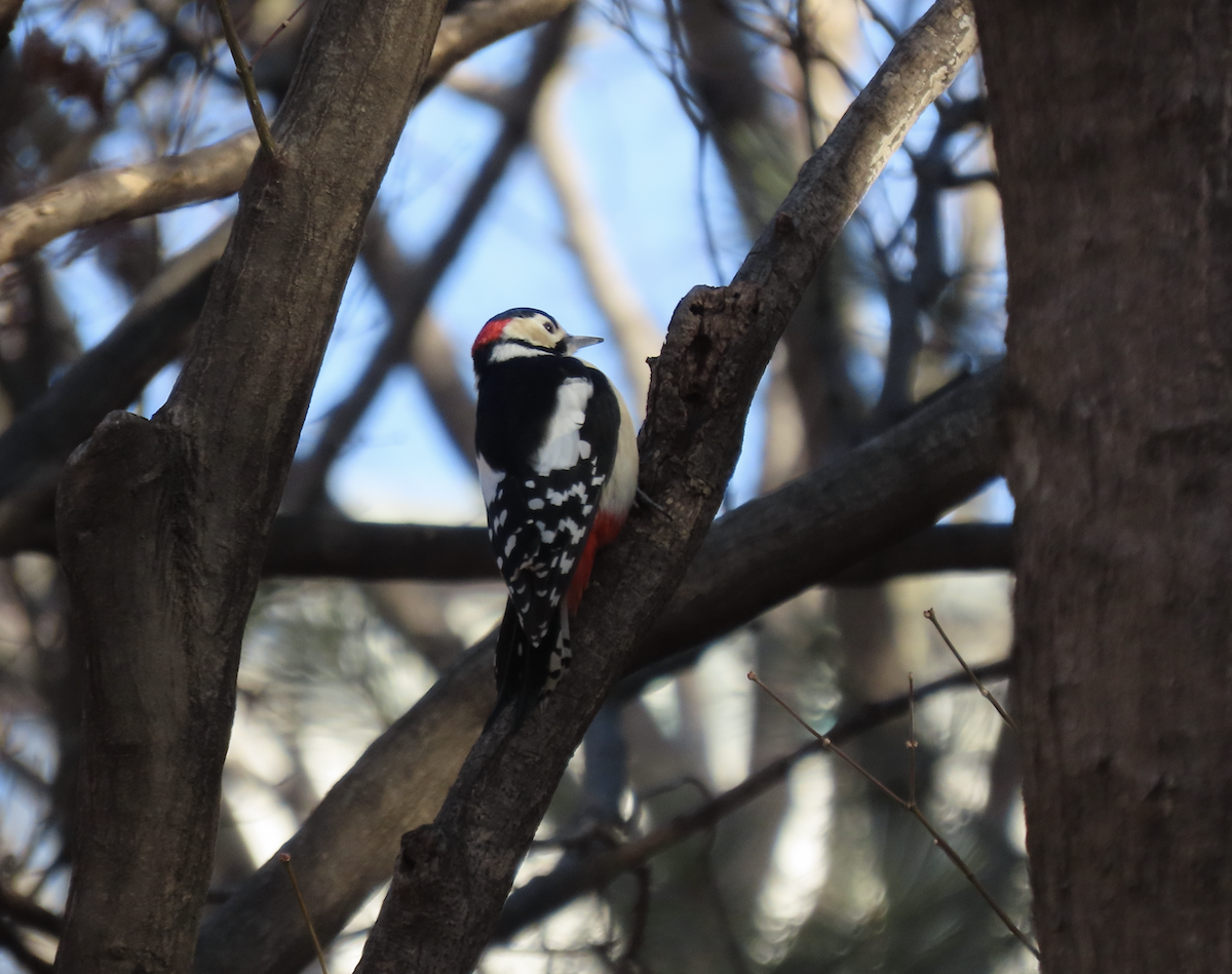 Buntspecht - ML650344854