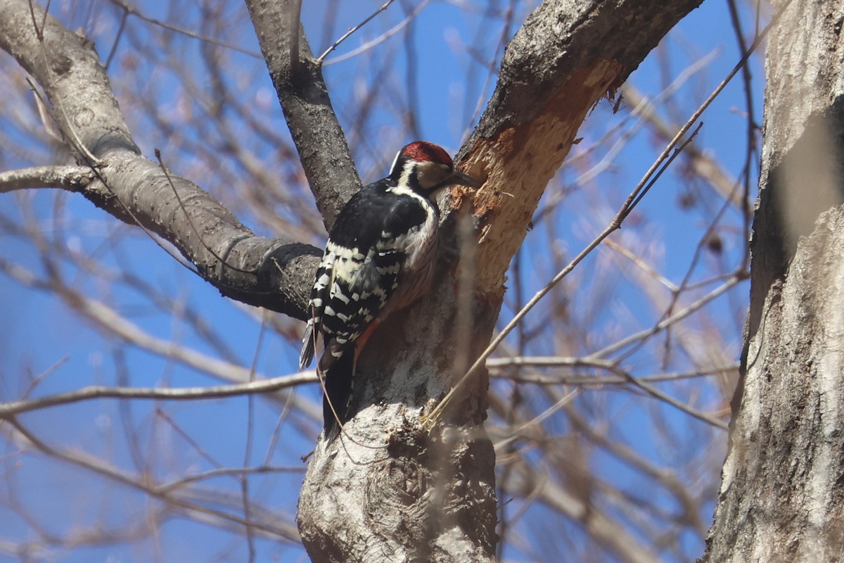 White-backed Woodpecker - ML650344867