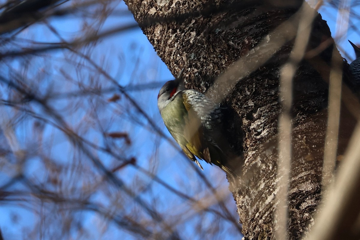 Japanese Woodpecker - ML650344875