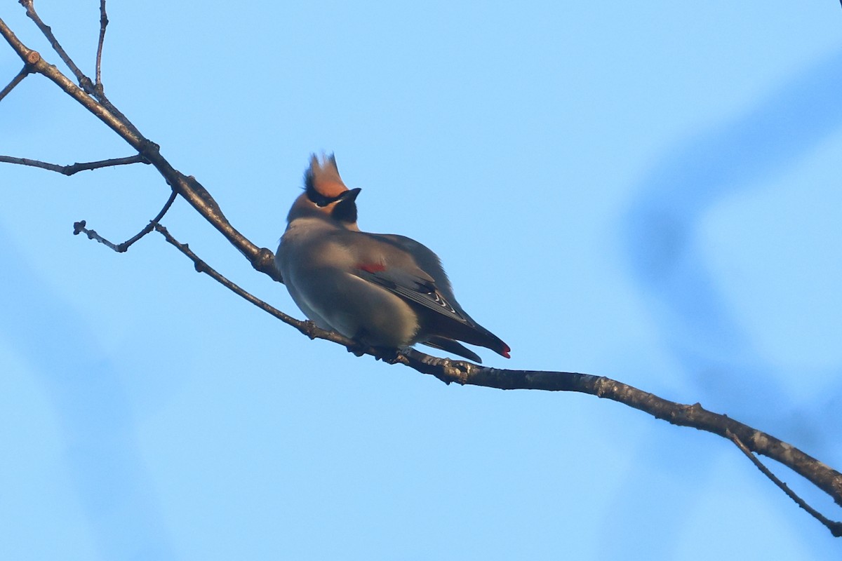 Japanese Waxwing - ML650344900