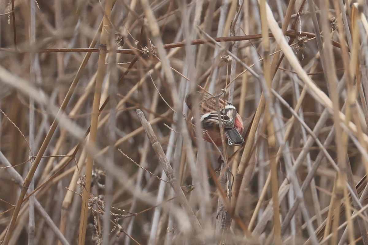 Long-tailed Rosefinch - ML650344945