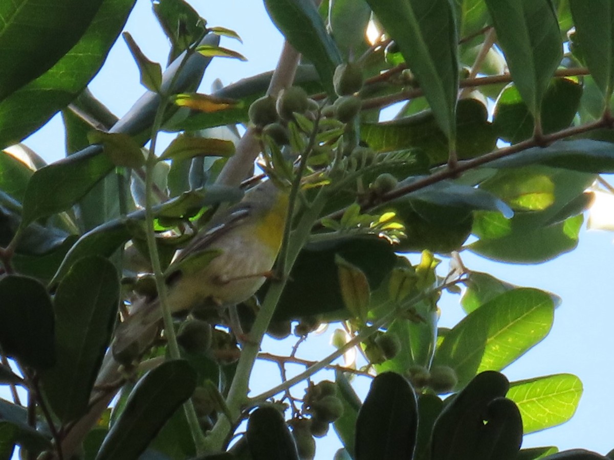 Northern Parula - ML650345166