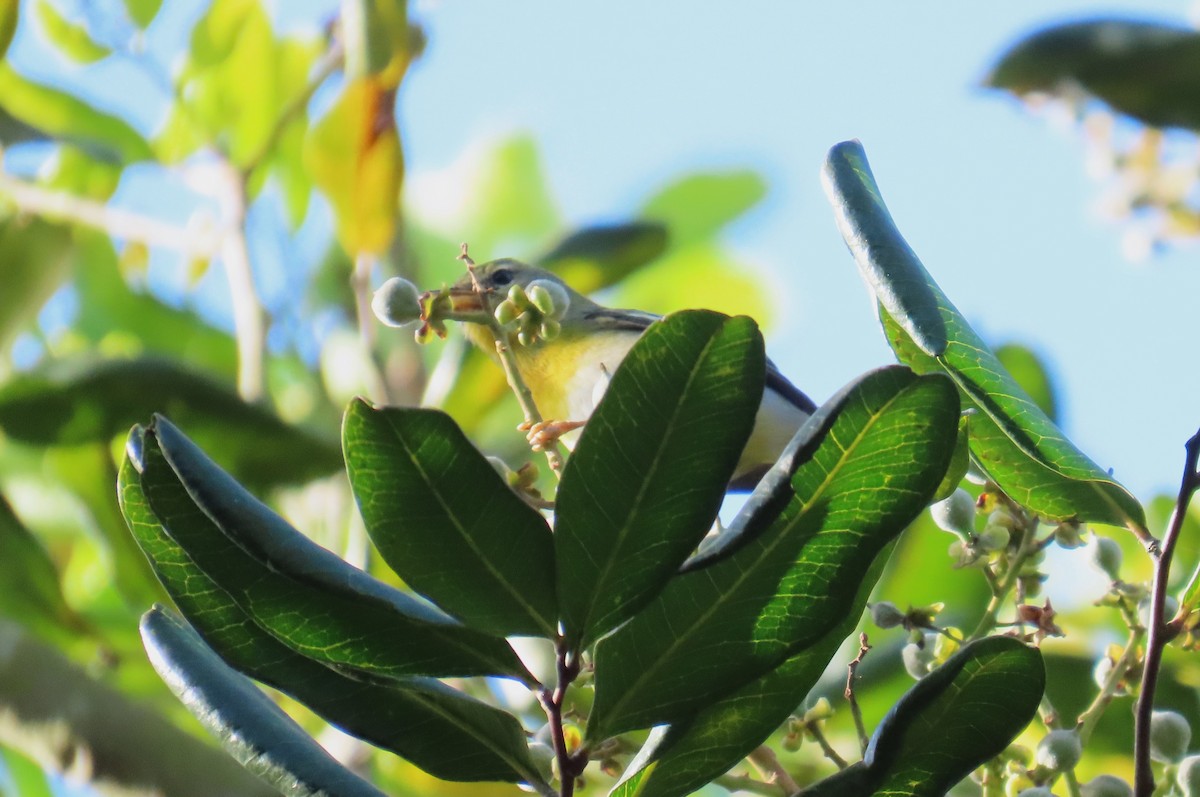 Northern Parula - ML650345170