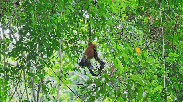 Central American Spider Monkey - ML650345612
