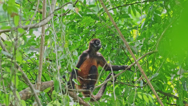 Central American Spider Monkey - ML650345618