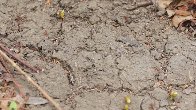 Atta Leaf-cutter Ants - ML650345630