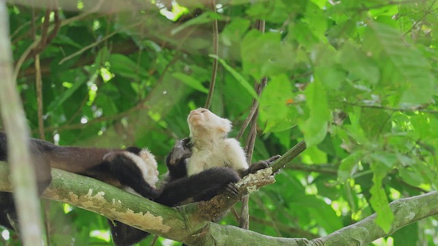 Central American White-faced Capuchin - ML650345634