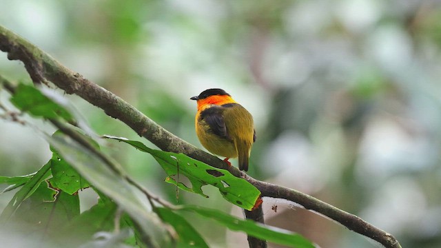 Orange-collared Manakin - ML650345647