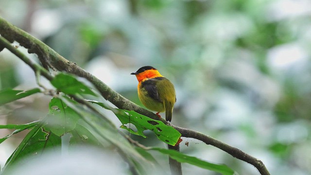 Orange-collared Manakin - ML650345652
