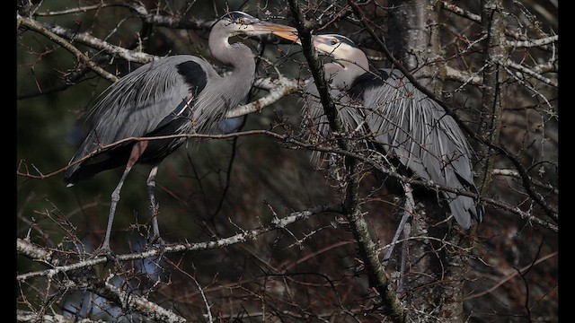 Great Blue Heron - ML650345842